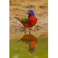 thumbnail image 2 of Illg, Cathy and Gordon 23x32 Black Ornate Wood Framed with Double Matting Museum Art Print Titled - TX, Hidalgo Co, Male Painted bunting reflected, 2 of 4
