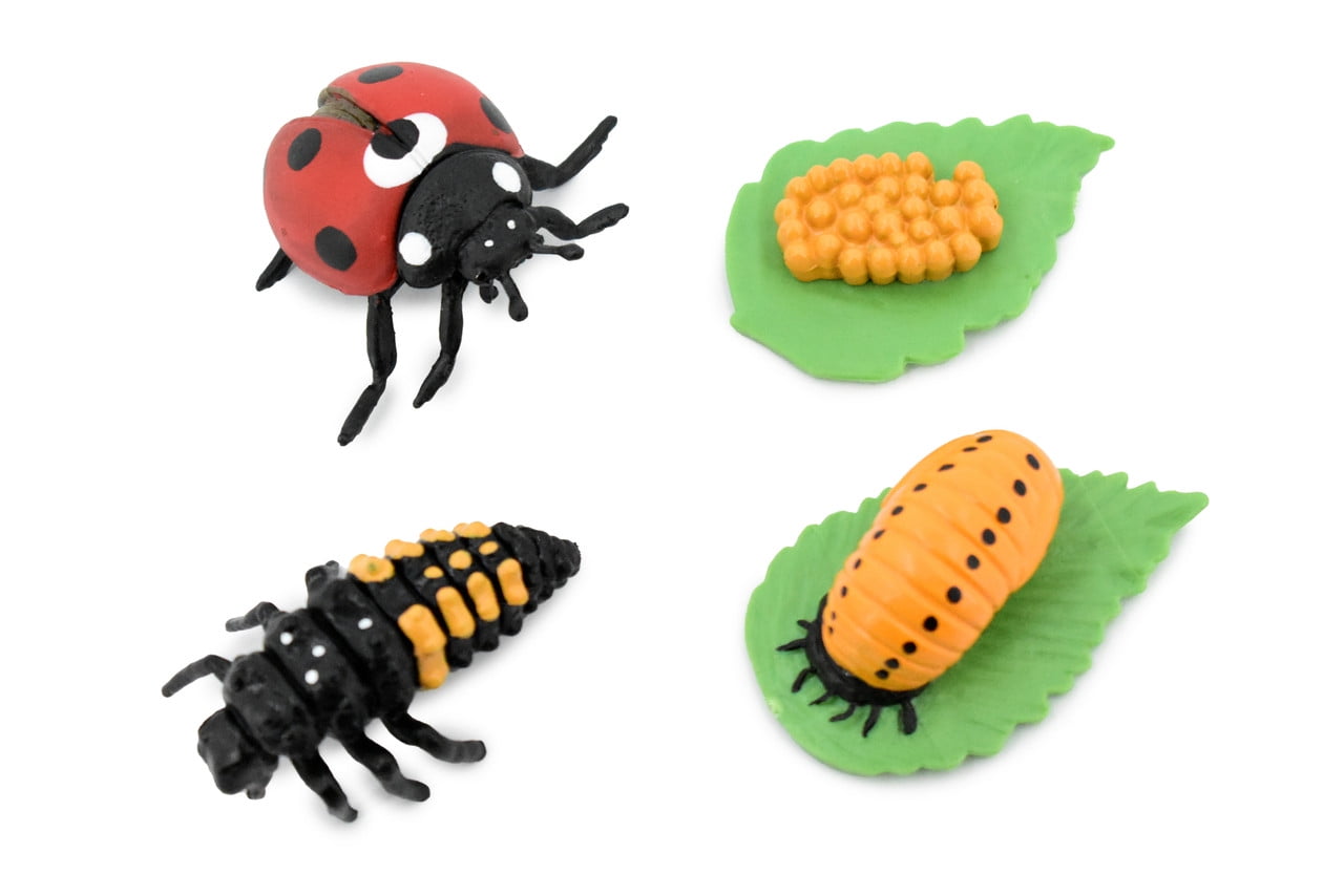 Ladybug, Life Cycle Of A Lady Bug, 4 Stages, Museum Quality, Hand 