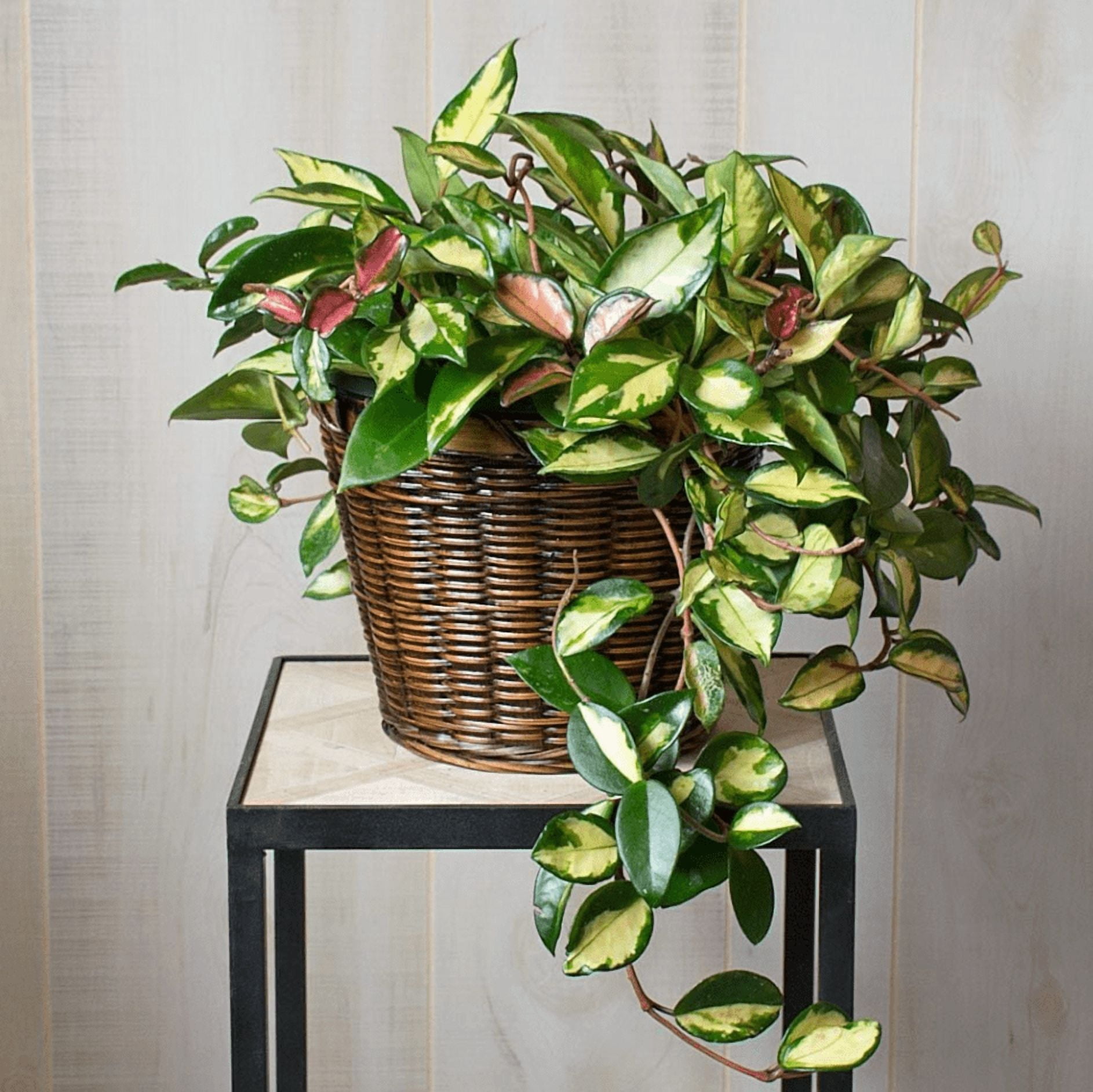 Hoya Carnosa Tricolor Plant Live for Planting, Tricolor Hoya Carnosa Plant in 2 Inch Pot for Indoor Outdoor