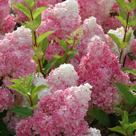 Vanilla Strawberry Hydrangea Seed Collection 30Pcs