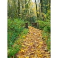 thumbnail image 2 of Wild, Jamie and Judy 25x32 White Modern Wood Framed Museum Art Print Titled - WA-Tiger Mountain-Leaf covered trail, 2 of 4