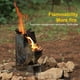 thumbnail image 5 of Estufa de leña para acampar al aire libre, Picnic, barbacoa, viajes, estufas de cocina desmontables Likrtyny 7dd0lr4bm6ed1bb1, 5 of 9