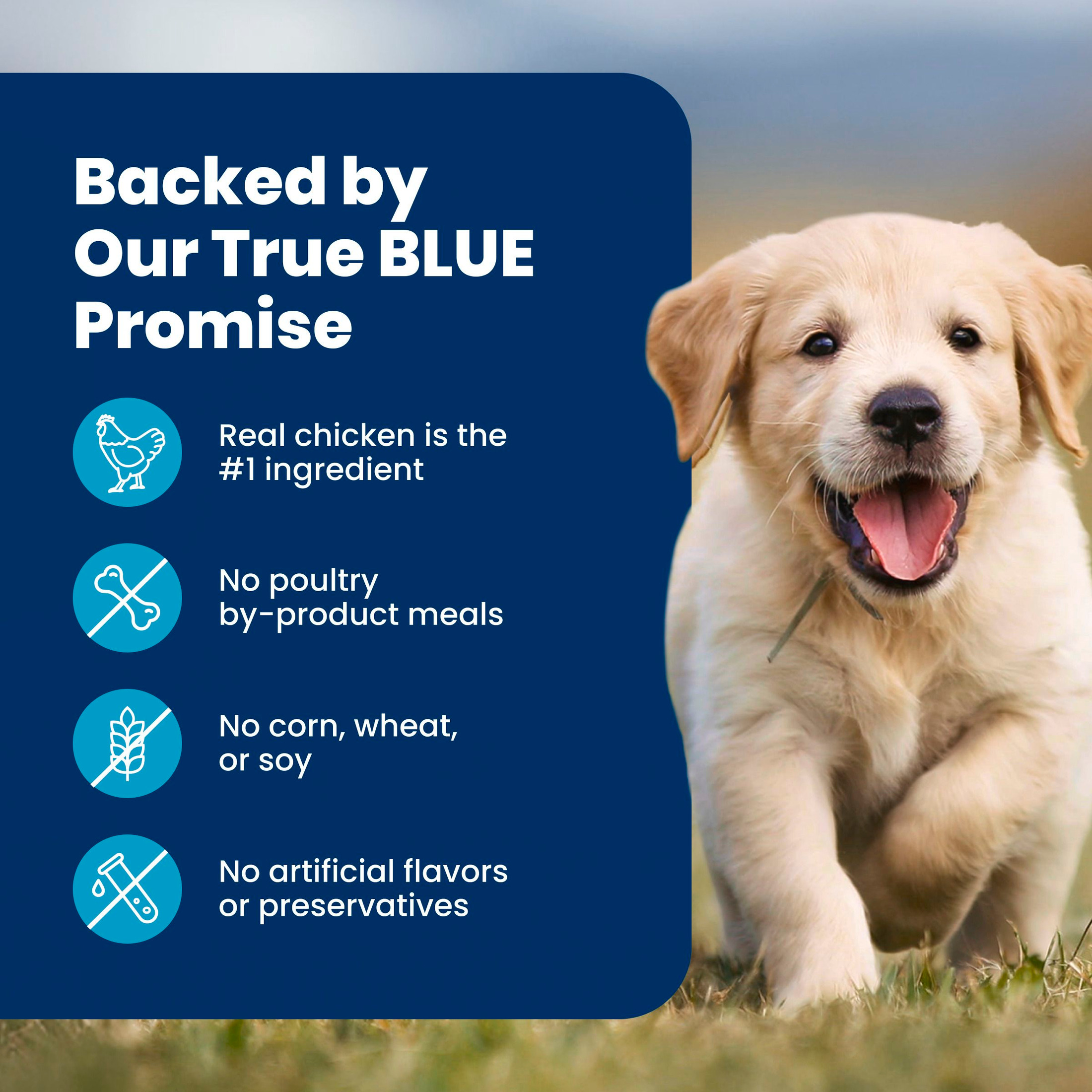 Blue Buffalo Life Protection Formula Puppy Dry Dog Food, 5 lb photo 8