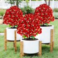 thumbnail image 1 of Artificial Butterfly Orchid Simulation Flower Ground Insertion for Wedding Garden Outdoor Decoration, Realistic Fake Plant with Easy Assembly and Maintenance-Free, Ideal Gift, 1 of 8