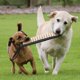 thumbnail image 4 of Almohada de mordida para perros con 2 asas de cuerda extensibles para jugar a perseguir y masticar. 1181 × 275 × 196 pulgadas, 4 of 9