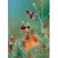 thumbnail image 2 of Fitzharris, Tim 19x24 Black Ornate Wood Framed with Double Matting Museum Art Print Titled - Ruby Throated in Mexican Hat Wildflowers, 2 of 4