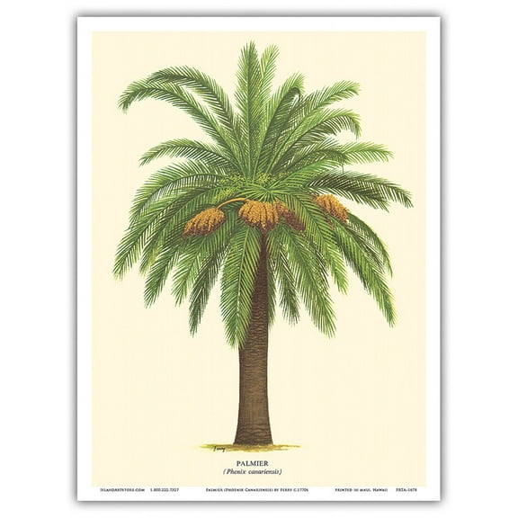 Canary Island Date Palm Tree - Palmier (Phoenix Canariensis) - Vintage Botanical Illustration by Ferry c.1770s - Master Art Print (Unframed) 9in x 12in