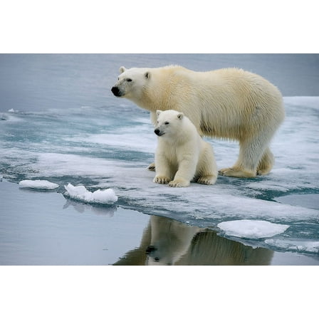 Mother Polar Bear with Cub 1,000 Piece Tomax Jigsaw Puzzle