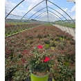 thumbnail image 6 of Knock Out� Rose, 6 of 6