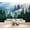 Color 1, variant on Wallpaper Mystical Forest Sunlight Filtering Trees Vintage Peel and Stick Wall Murals 100"H x 144"W Removable PVC Wall Paper Self-Adhesive Wall Paintings Art Decor for Bedroom Living Room