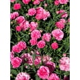 thumbnail image 1 of 50 PINK ROSE CARNATION Dianthus Caryophyllus Grenadin Double Flower Seeds, 1 of 1