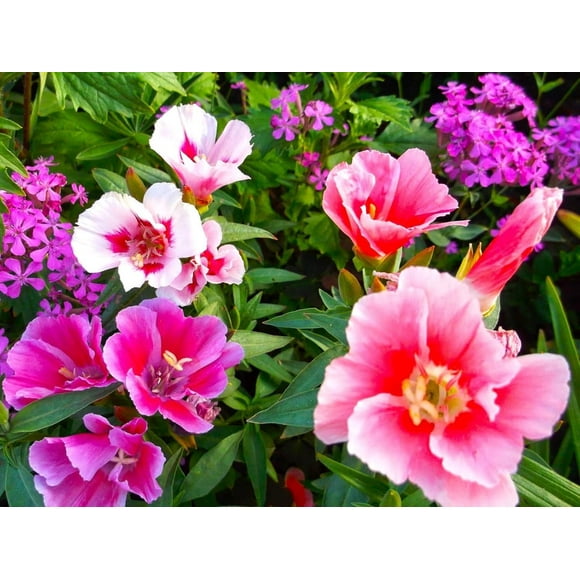 SHIQI-500+ Clarkia Flower Seeds Mix, Vibrant Blooms for Gardens and Containers, Hardy Variety, Stunning Flowers Attracts Bees and Butterflies, Ideal for Flower Beds, Pollinator Gardens,Natural Landsc