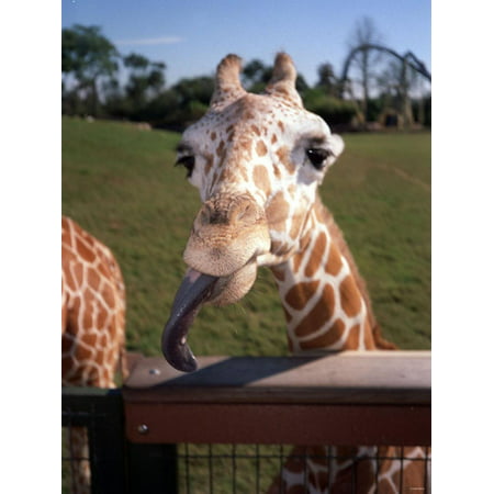A Giraffe Licking Its Lips in Busch Gardens Serengeti Safari Park, Orlando Florida, November 2001 Print Wall