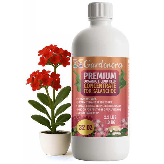 ⭐ GARDENERA Premium Organic Seaweed & Kelp Superfood for KALANCHOE Plants - 32 oz - Liquid Kelp Fertilizer Concentrate (Makes 180 Gallons)