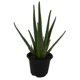 thumbnail image 5 of planta aloe vera 5 pg, 5 of 5