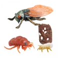 thumbnail image 1 of 2-3 del paquete Animales Ciclo de vida Modelo Juguete Ciclo de crecimiento Juguetes para niños Cigarra 2 piezas perfke Juego de crecimiento de tortugas marinas, 1 of 9