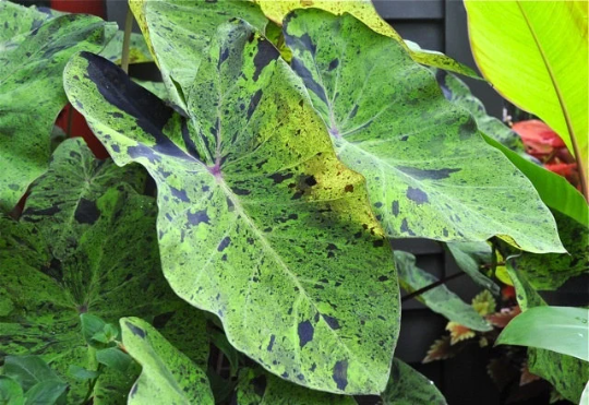 2 Mojito Elephant Ear Plants for Sale! 2 Plants Total, in 2 Separate 4 inch Containers. Temp sensitive