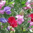 thumbnail image 4 of Earthcare Seeds - Sweet Pea Royal Family Mix 100 Seeds (Lathyrus Odoratus) Heirloom - Open Pollinated, 4 of 5