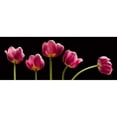 thumbnail image 3 of Seidman, Barry 24x11 Black Modern Framed Museum Art Print Titled - Five Tulips, 3 of 5