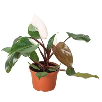 laurentii plant Variegated Snake Plant