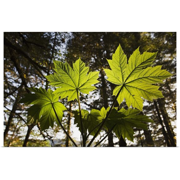 Great BIG Canvas | Rolled Christopher S. Miller Poster Print entitled Backlit Devils Club in the Tongass National Forest near Juneau Alaska