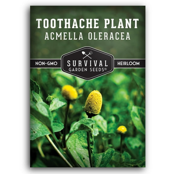Toothache Plant Seeds - Non-GMO Heirloom Annual Full Sun Herb - 1 Pack