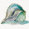 thumbnail image 2 of Robinson, Carol 20x20 White Modern Wood Framed Museum Art Print Titled - Malecon Shell I, 2 of 4