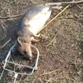 thumbnail image 2 of Ratas Trampa Redonda Para Ratones Respuesta Rápida Metal Hierro Resorte Trampa Artefacto Eigraketly HA043456-02, 2 of 6