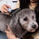 thumbnail image 5 of Cepillo profesion de peluquería para mascotas, herramienta de deshojado, cepillo de perro de cabellero para cabellero de gato, cabellero mediano, grandes, - Blue Azul Colco Peine de depilación, 5 of 8