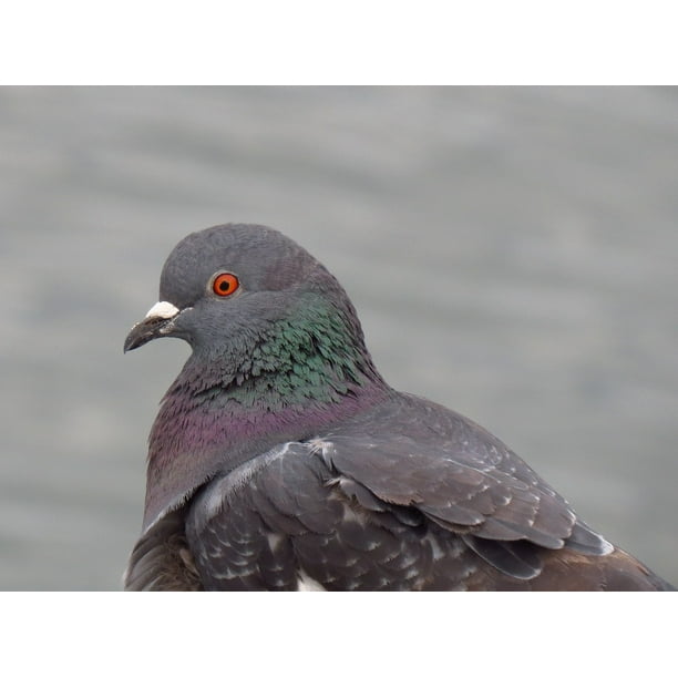 Grey Pigeon Fortnite Fortnite Tag Generator Fortnite Tag Generator