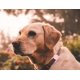 thumbnail image 5 of Airtag Dog Collar Holder(2 Pack) for Apple Airtags Anti-Lost Air Tag Holder Case Compatible with Cat Dog Collars Mint Green& Pink, 5 of 5