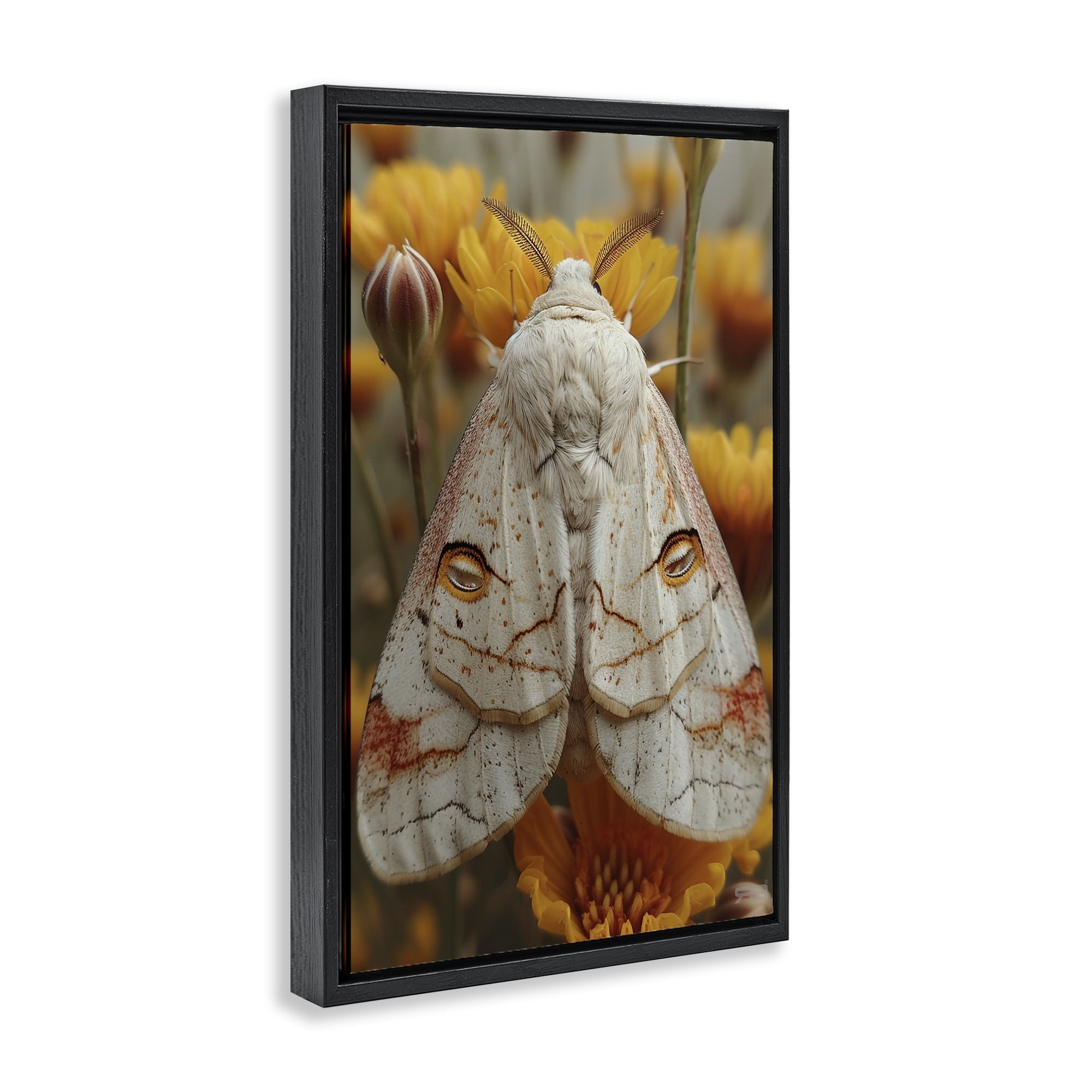 Stupell Industries Delicate Luna Moth Animals & Insects Painting Black Floater Framed Canvas Art Print Wall Art, 21 x 31