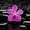 Zen Purple Orchid, variant on Elephant Stock Zen Purple Orchid Wall Art - Horizontal Canvas Wall Art - Living Room Wall Decor - Floral And Botanical Canvas - Pink And Black Decor - 12" x 8"