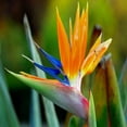 thumbnail image 2 of Bird of Paradise Type Fragrance Oil 16 oz Bottle for Candle Making, Soap Making, Tart Making, Room Sprays, Lotions, Car Fresheners, Slime, Bath Bombs, Warmers, 2 of 4