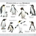 thumbnail image 3 of CafePress - Penguins Of The World Light T Shirt - Men's Classic Graphic T-Shirt, 3 of 4