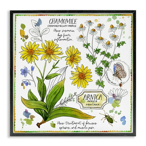 Stupell Industries Chamomile Herb Uses Plants & Flowers Painting Black Framed Art Print Wall Art, 12 x 12