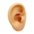 thumbnail image 2 of Modelo de oreja de silicona Artificial falso flexible para pendientes Simulación de exhibición para exhibición de fotografía Show Tool de enseñanza Oreja izquierda, 2 of 8