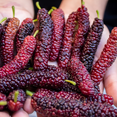 thumbnail image 2 of Pakistan Mulberry Plant, Long Mulberry Fruit Tree Live Plant, Indoor Outdoor Planting, 4 to 7 Inches, 2 of 5