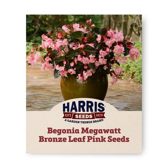 Harris Seeds - Begonia Megawatt Bronze Leaf Pink Seeds - 1 Hybrid - 100 Pelleted Seeds