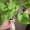 thumbnail image 3 of Bloque De Plántulas De Turba, 50 Paquetes De Materia Prima Adecuada Para Muchas Plantas, Conveniente Y Rápido, Ideal Para Plantar Plántulas, 3 of 7