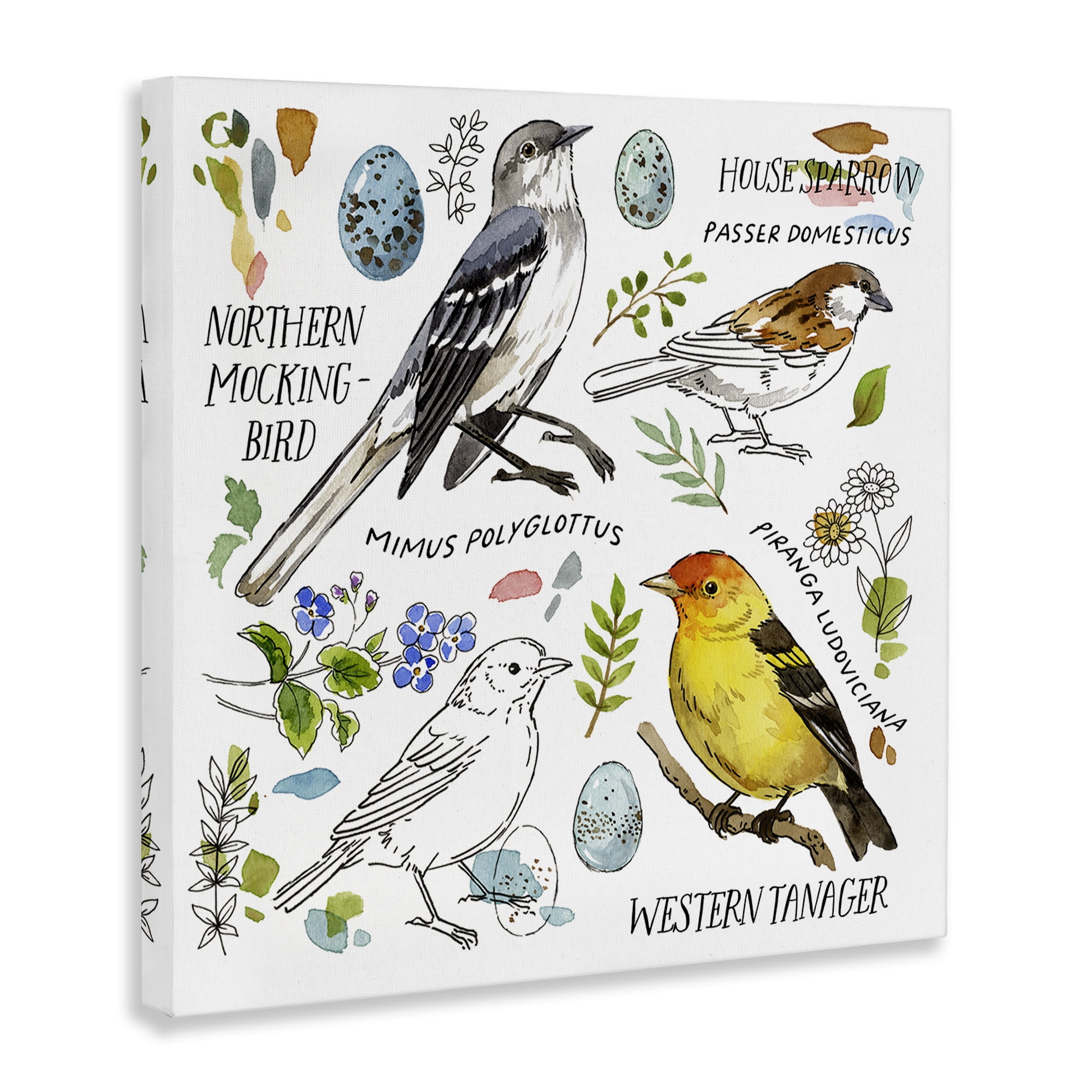 Stupell Industries Local Bird Diagram Animals Painting Wrapped Canvas Art Print Wall Art, 17 x 17