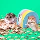 thumbnail image 5 of Escondite de hámster de cerámica - Accesorio de cabaña mini tamaño 2 para animales pequeños, refugio refrescante de verano para hámsters, ratones y jerbos, 5 of 6