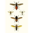 thumbnail image 2 of Blanchard 14x18 Gold Ornate Wood Framed with Double Matting Museum Art Print Titled - Entomology Series IX, 2 of 4