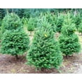 thumbnail image 4 of Grow Your Own CHRISTMAS TREE - Douglas Fir ( Pseudotsuga Menziesii ) Gift Packet of Tree Seeds ., 4 of 10