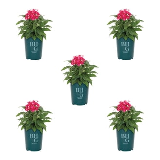 rubber tree indoor plant Rubber Plant Variegated , Tineke main image 1