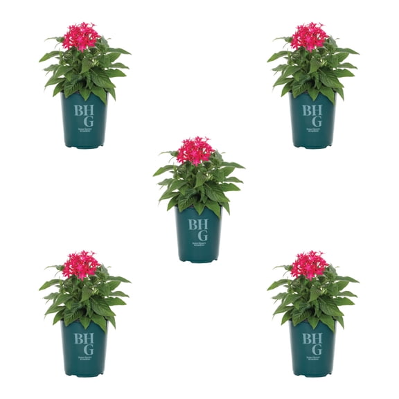 Better Homes & Gardens 1.5PT Red Pentas Live Annual Plant Sun 5-Pack