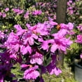 thumbnail image 4 of Abbey's Re-View® Rhododendron - Rhododendron x 'GREARV', 4 of 4