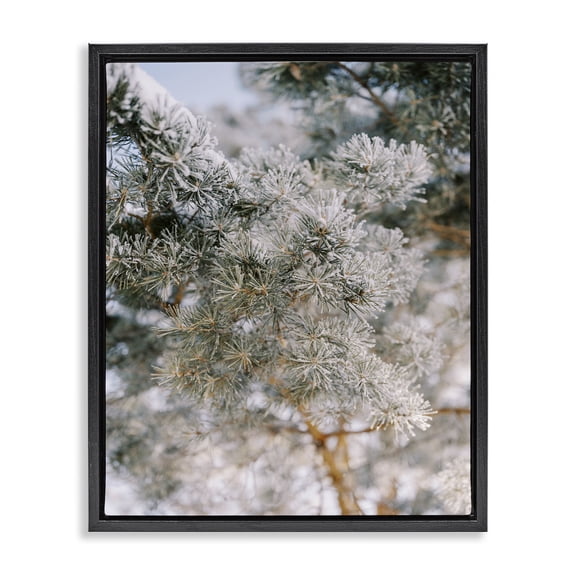 Stupell Industries Farmhouse Frosted Fir Tree Branches Black Floating Frame Canvas Art, 17 x 21, by Justine Milton