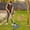Black, variant on Kojanyu Artificial Grass Rake, Artificial Rake Rake for Leaves and Grass, Rakes for Lawns Heavy Duty Lawn Care Tool Green