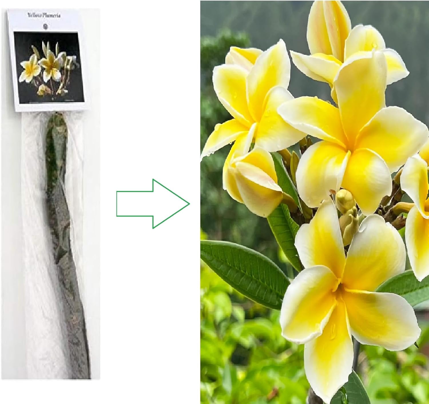 BloomVivid  11  inch Yellow Plumeria Plant Live Plants Full Sun, Attract Birds
